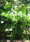 Tacca leontopetaloides   - 