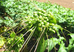 Tacca leontopetaloides   - 