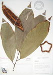 Theobroma cacao   - 