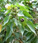Thespesia populnea   - 