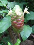 Zingiber zerumbet   - 