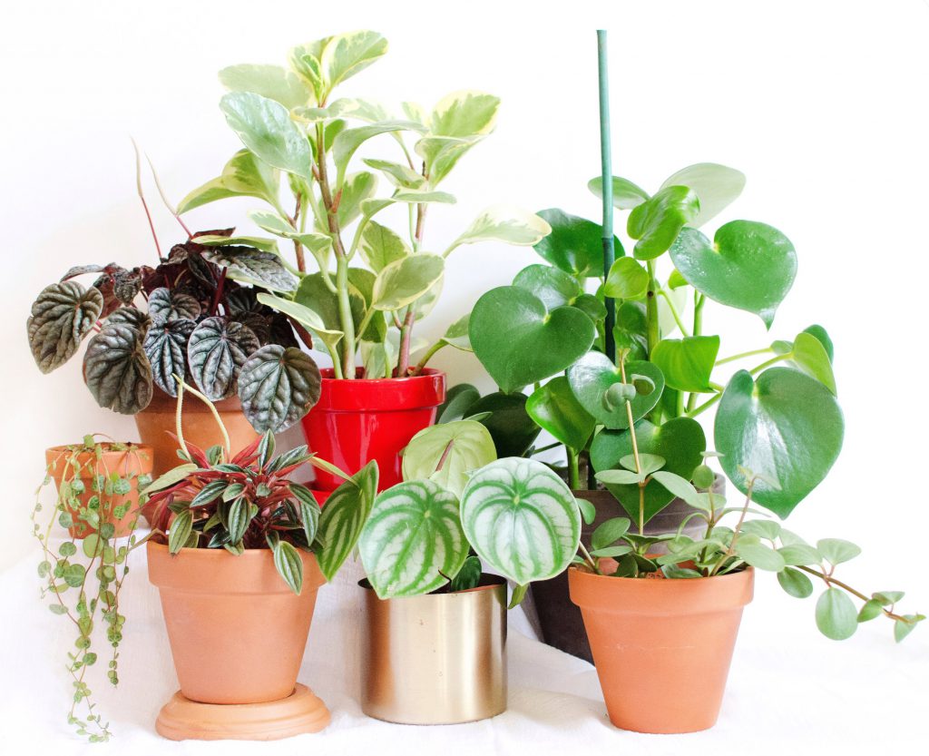 Indoor House Plants for Beginners Plants Spark Joy