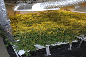 marijuana rental home