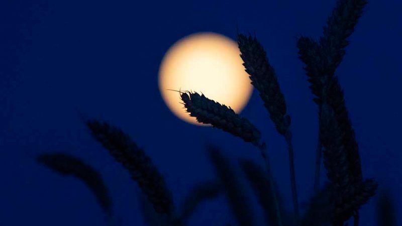 Heads of grain silhouetted against the moon.