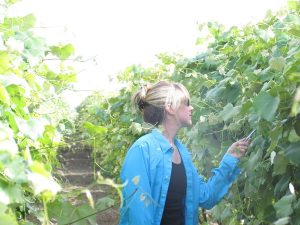 Scientist examines grapevine in vineyard.