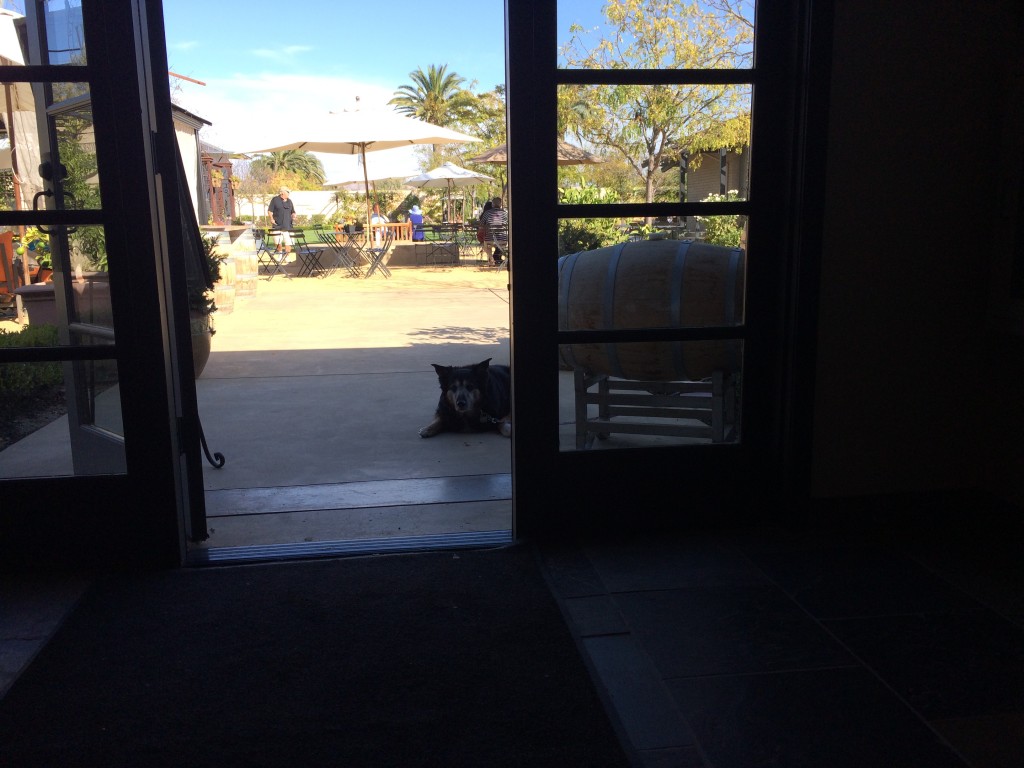 Porter hanging in the shade waiting for the winos