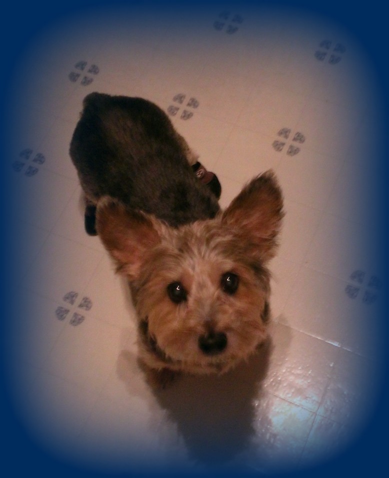 Grippers™ Non Slip Dog Socks Dog Quality