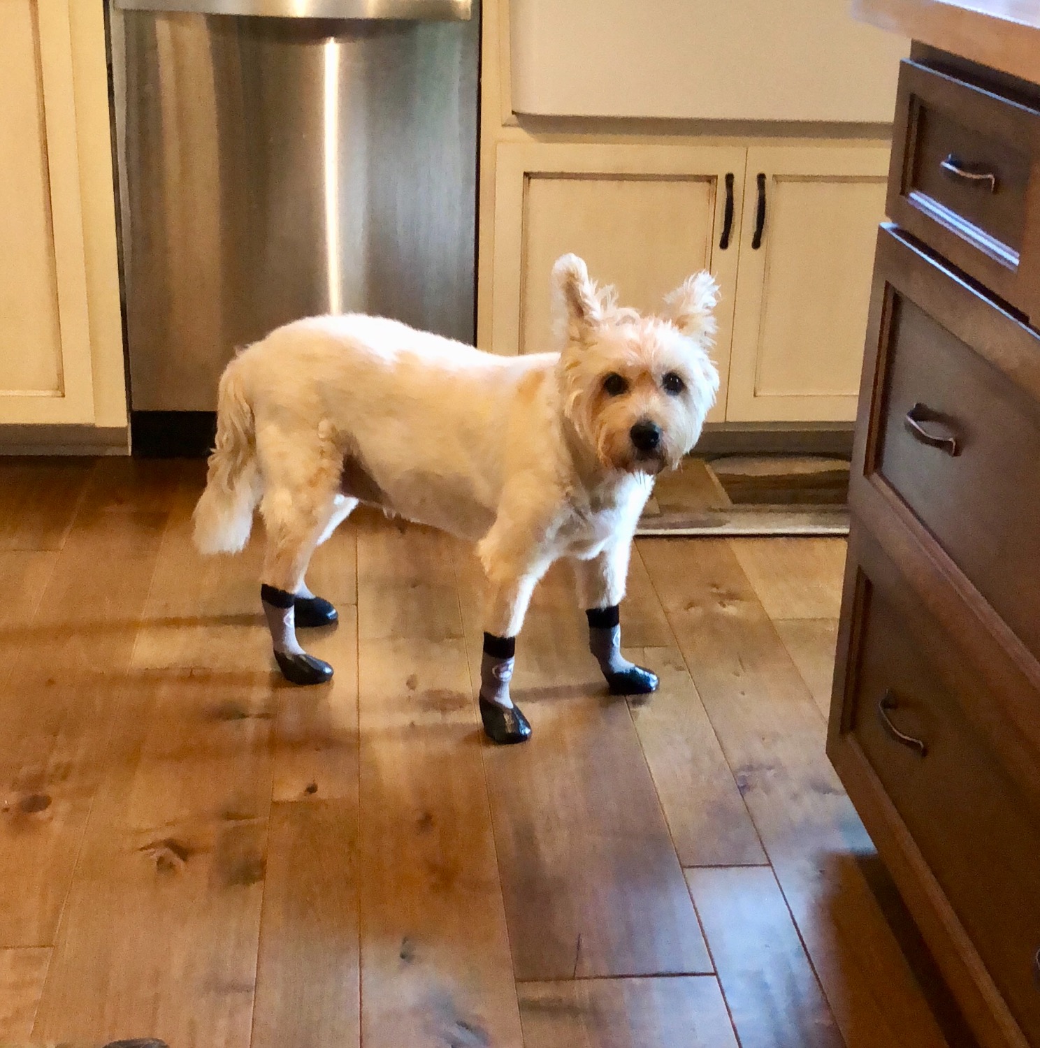Grippers™ Non Slip Dog Socks Dog Quality