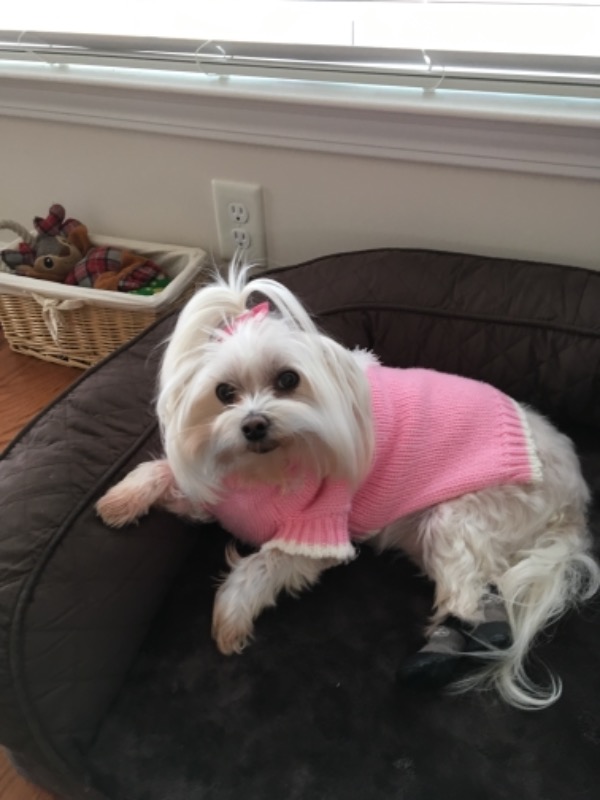 Grippers™ Non Slip Dog Socks Dog Quality