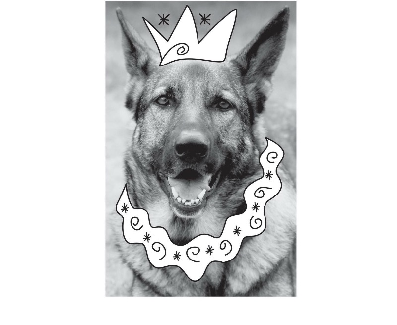 Grippers™ Non Slip Dog Socks Dog Quality