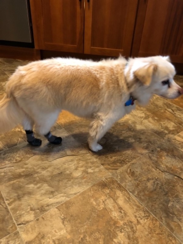 Grippers™ Non Slip Dog Socks Dog Quality