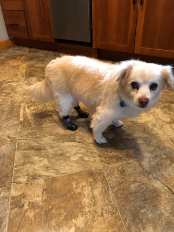 Grippers™ Non Slip Dog Socks Dog Quality