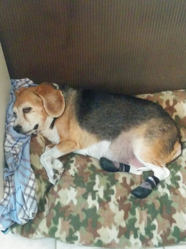 Grippers™ Non Slip Dog Socks Dog Quality