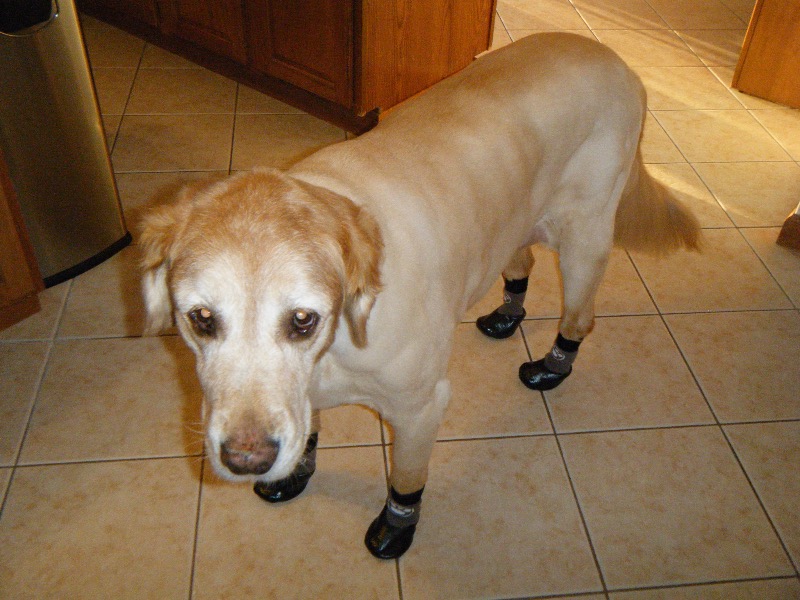 Grippers™ Non Slip Dog Socks Dog Quality