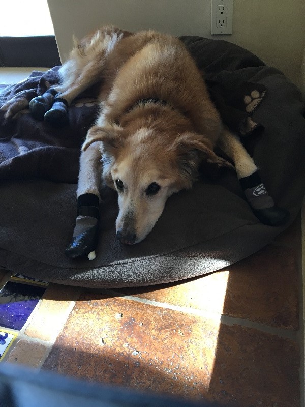 Grippers™ Non Slip Dog Socks Dog Quality