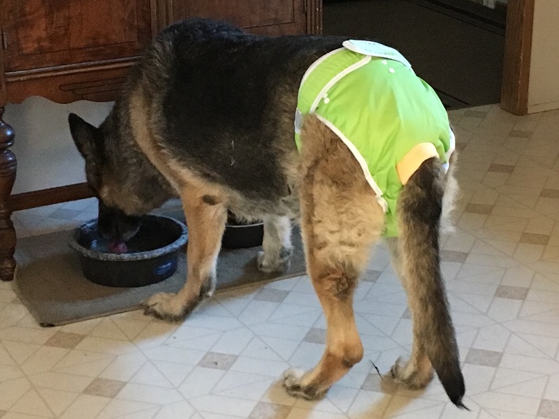 Washable Wonders™ Dog Diapers (Female) Dog Quality