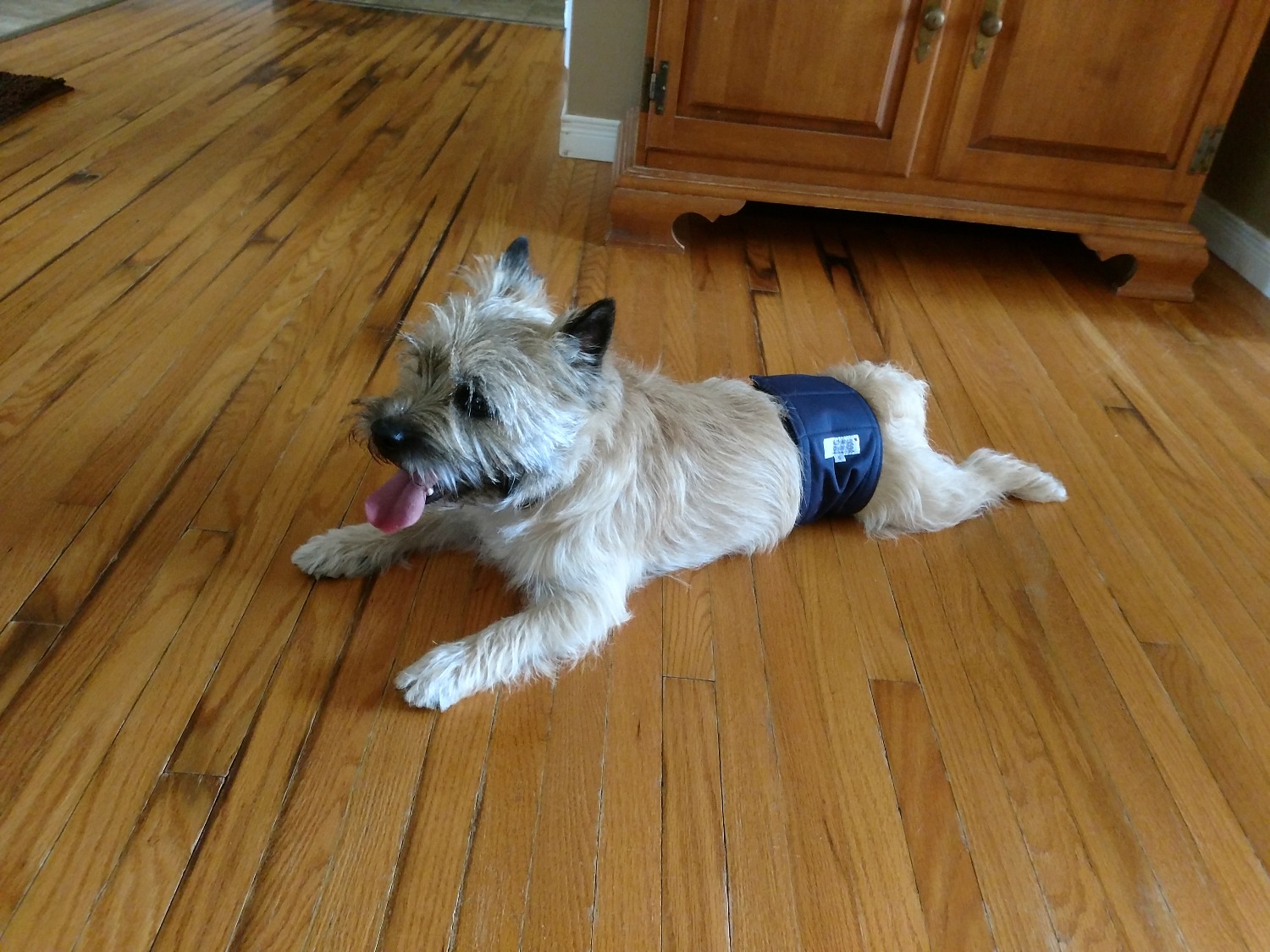 Dog Belly Bands Washable Wonders as Seen on Dragons' Den Dog Quality