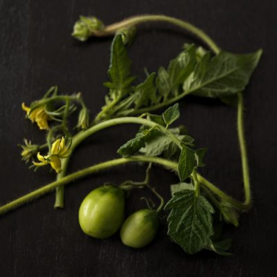 Tomato Plant (still)