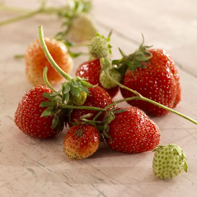 Who’s Hungry 02 – Strawberries (still)