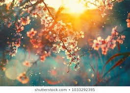 Daddy’s Woopla Logo