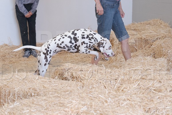 Desert Rats Barn Hunt Club of Utah: Barn Hunt Trial Jul 24-26, 2026