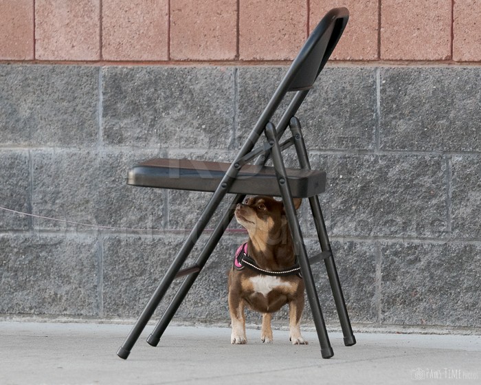 UKC Nosework Trial, WVC Utah, August 15, 2026
