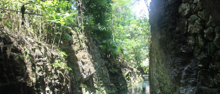 Mayan Jungle