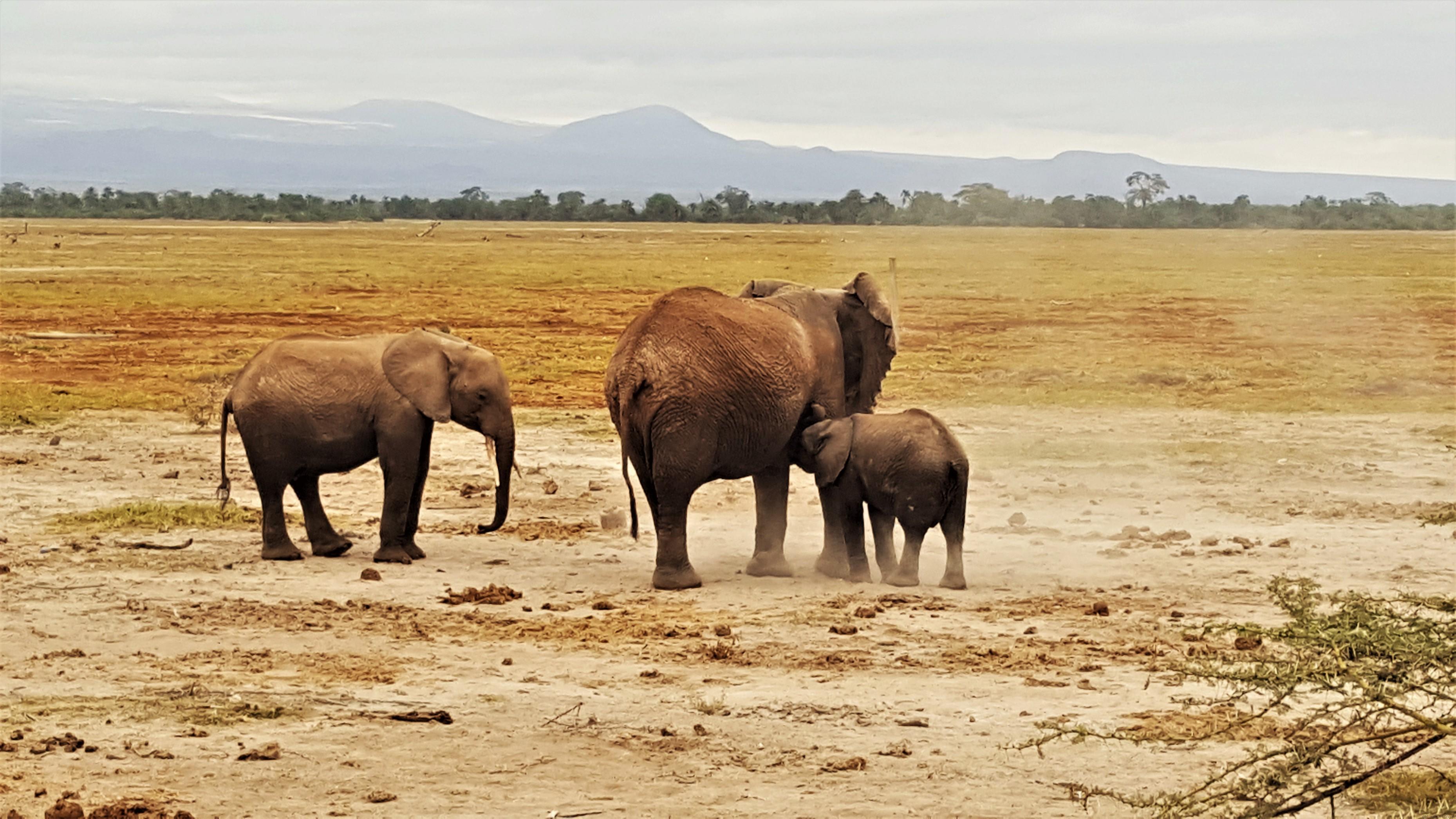 Baby elephant feeding