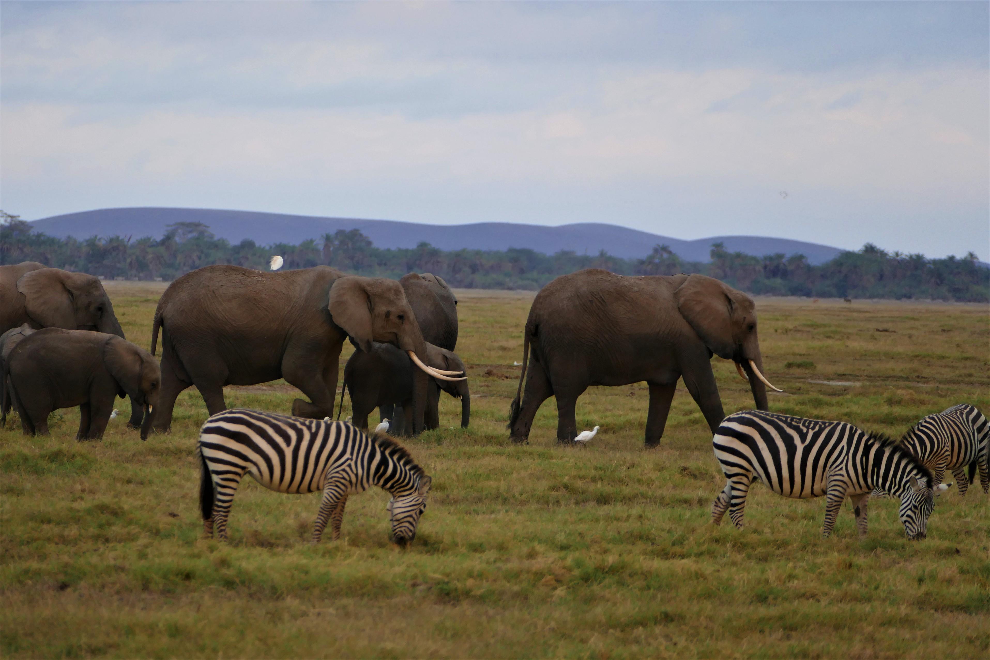 Morning Gamedrive - Elephant & Zebra sights!