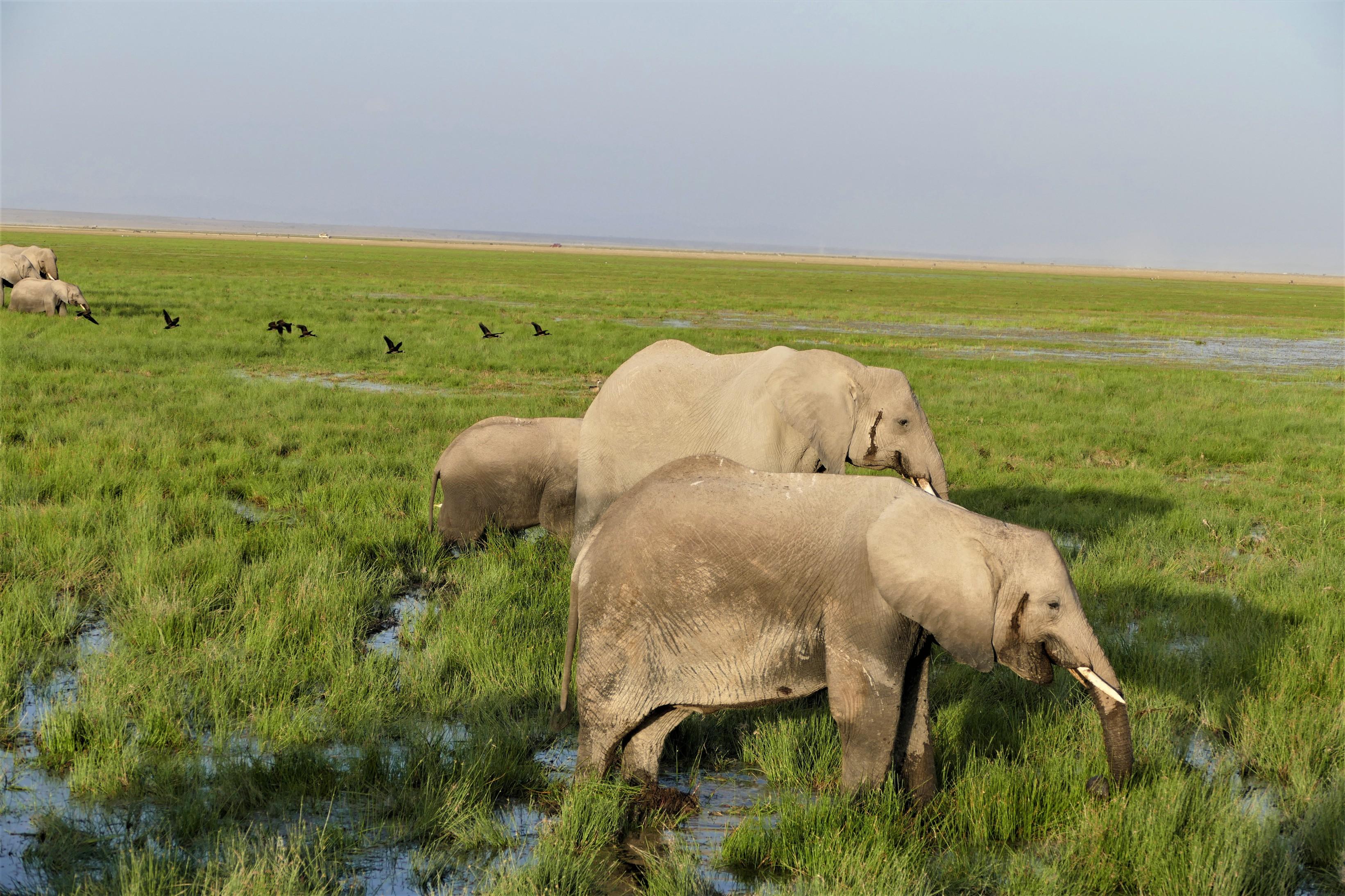 Elephants in the Swamps
