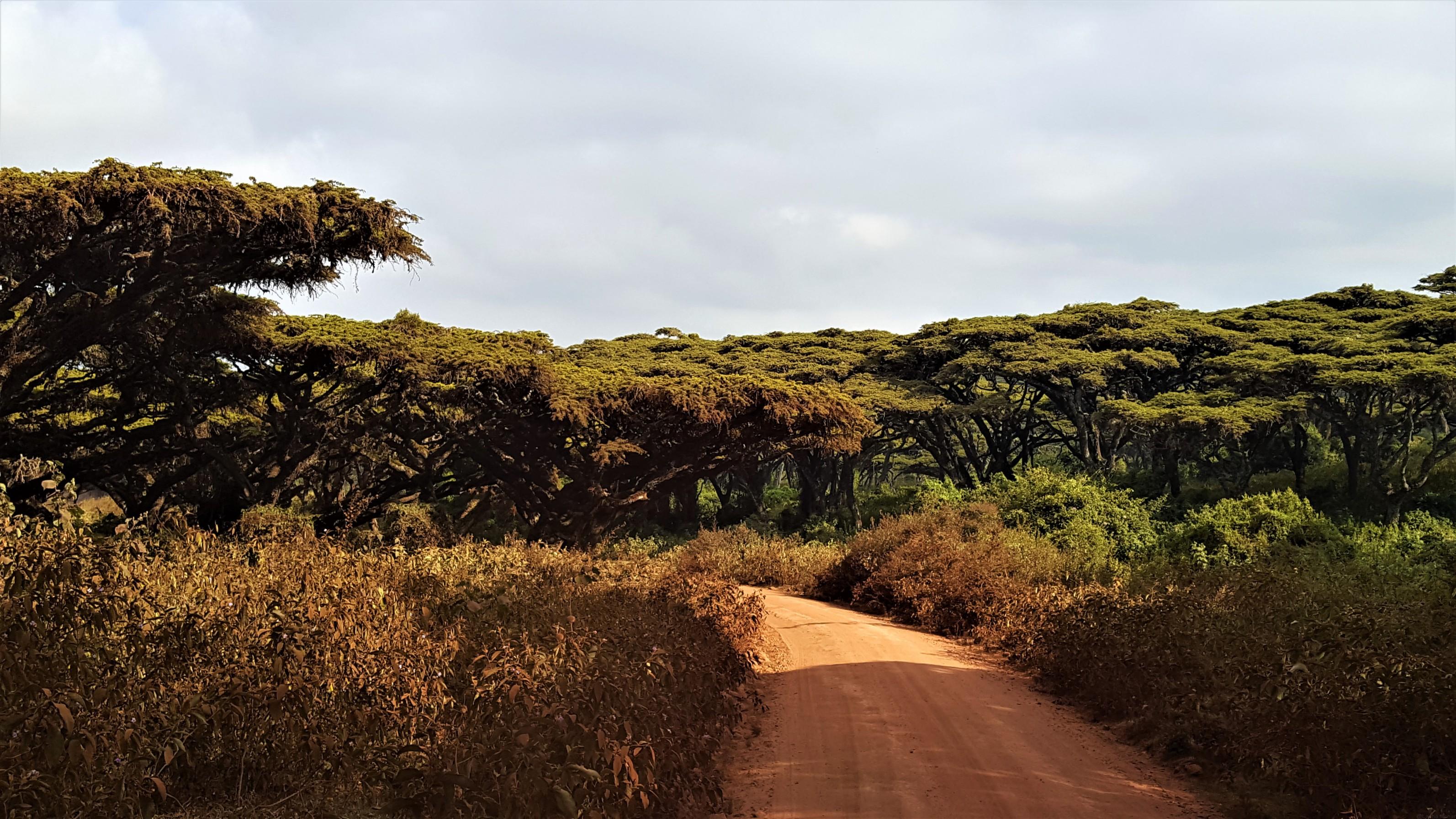 Acacia trees