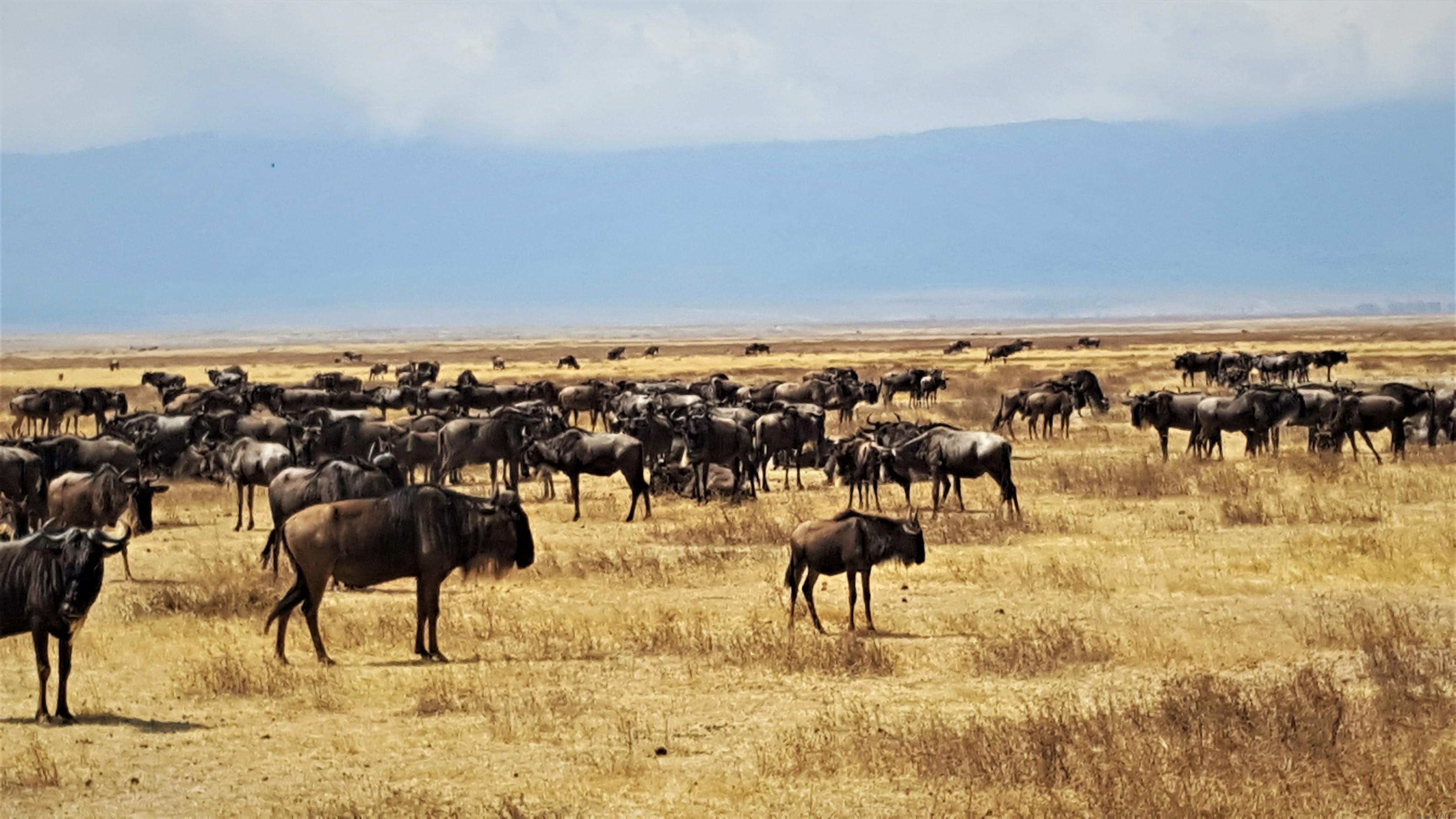 Wildebeest family