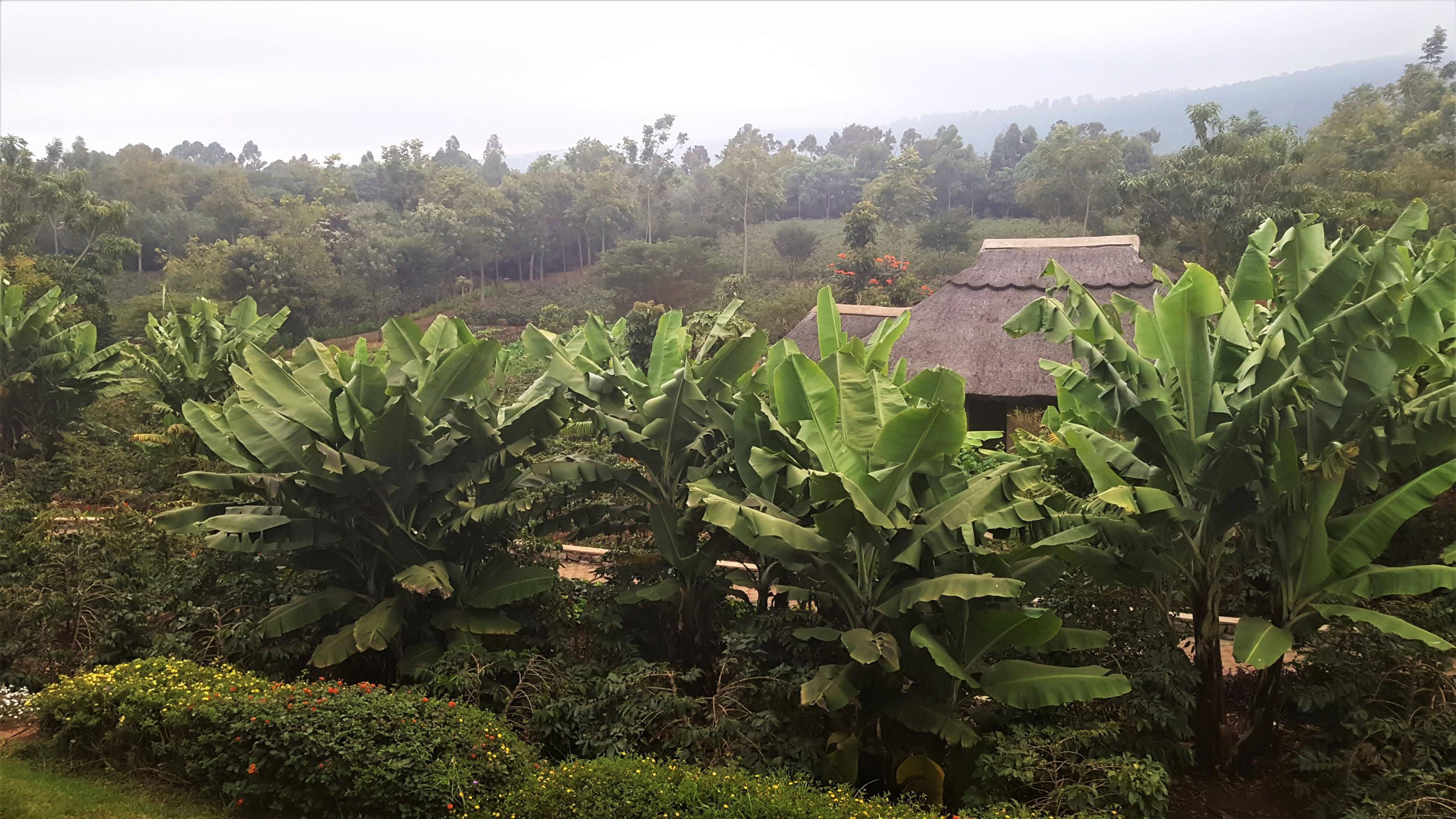 Organic Plantation inside Kitela