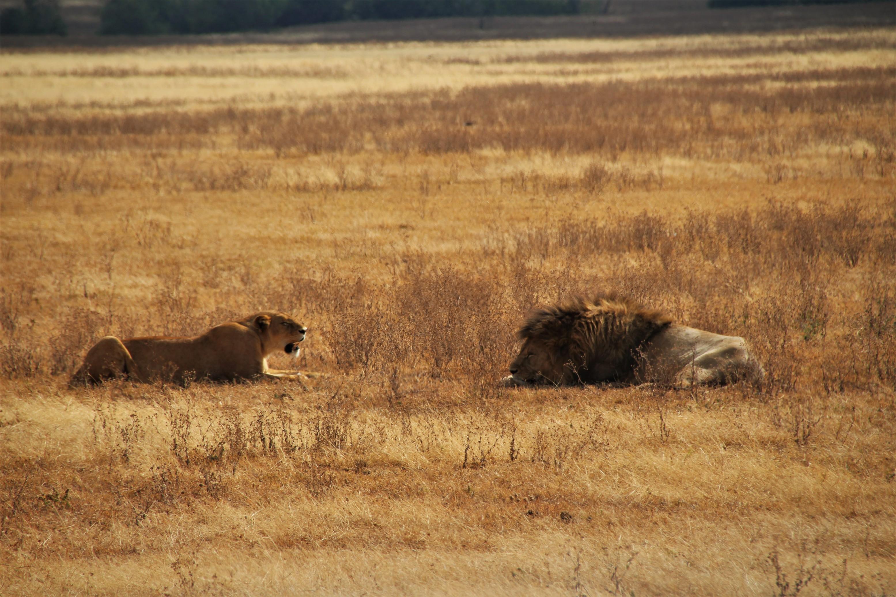Male lion getting ready to mate - waiting for the lioness :-)