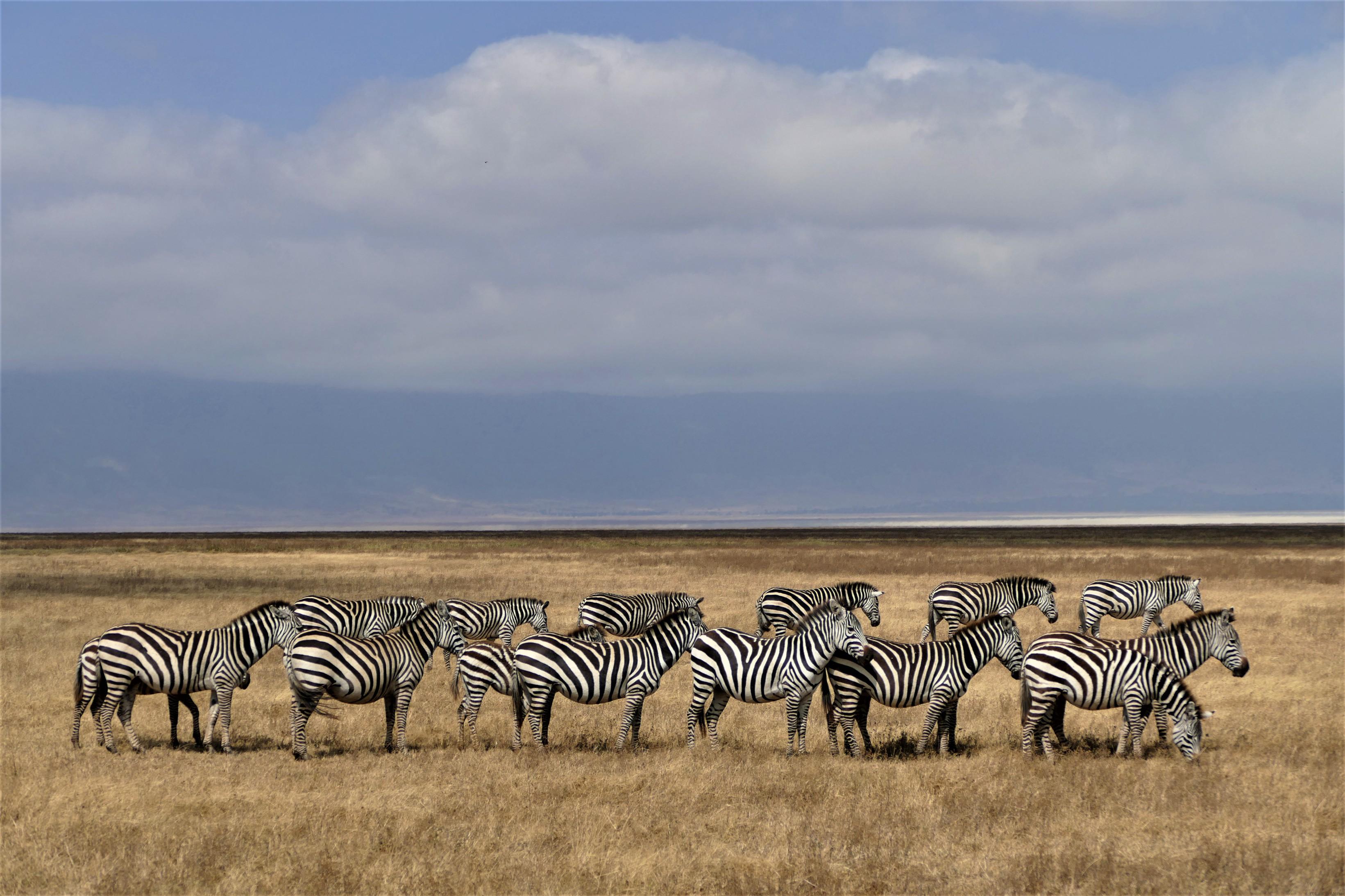 Wonderful sight to see Zebras in line