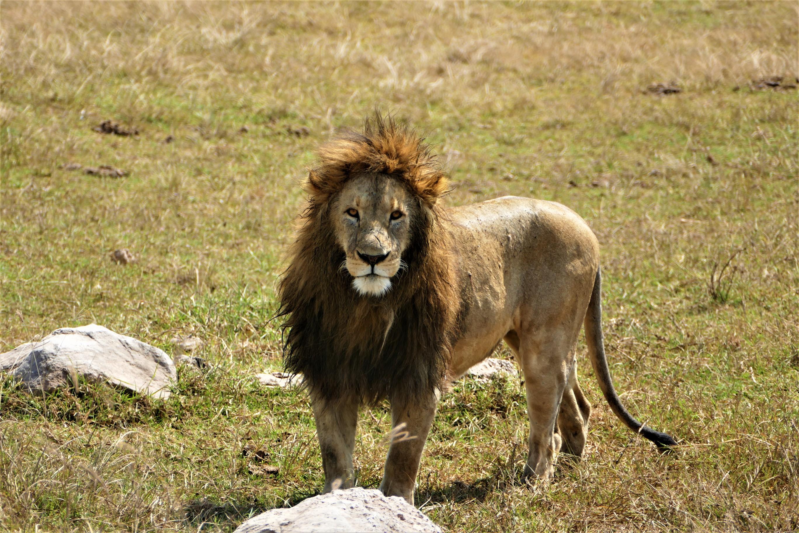 Stunning Lion Posing..