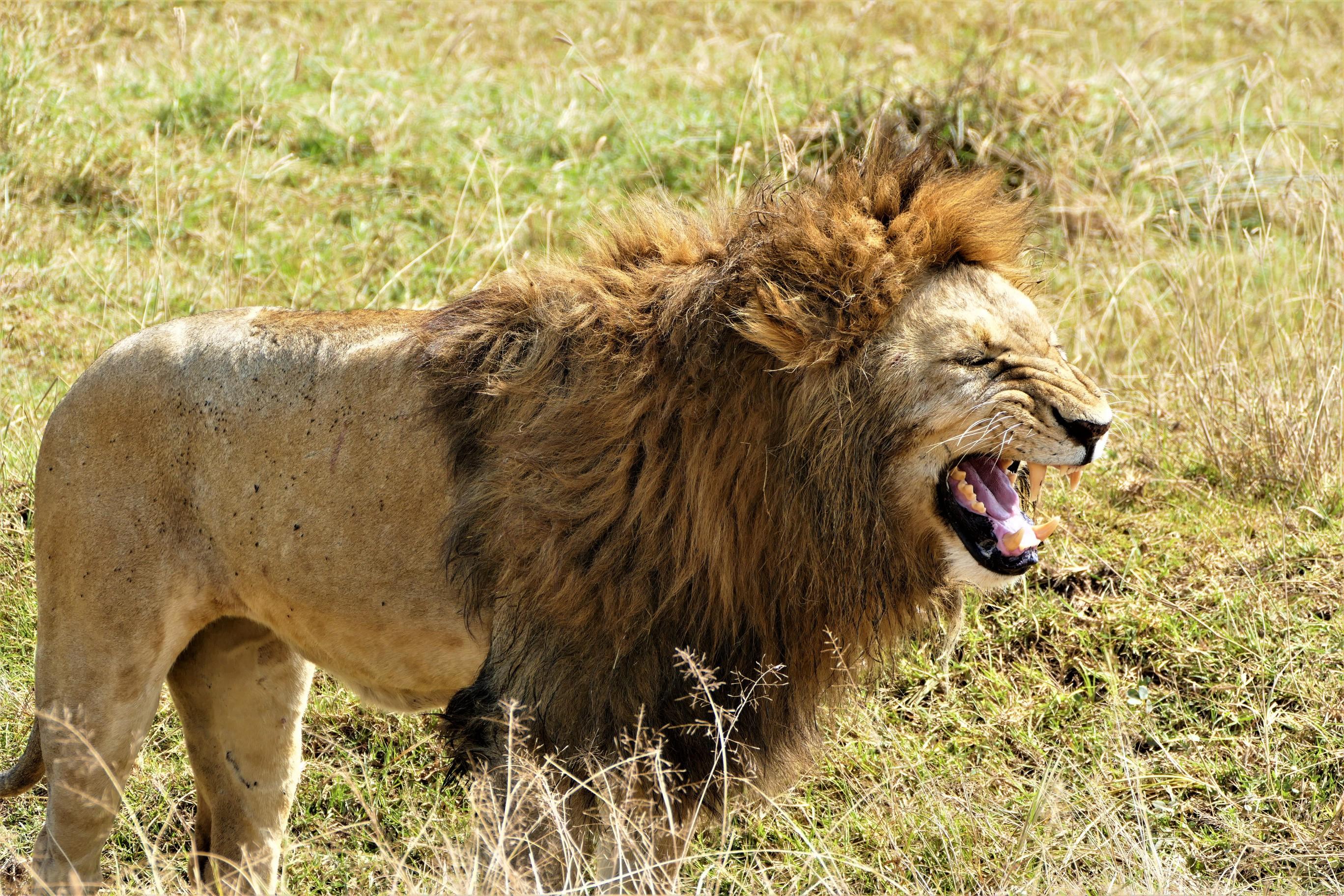 Roar..Roar..Roar