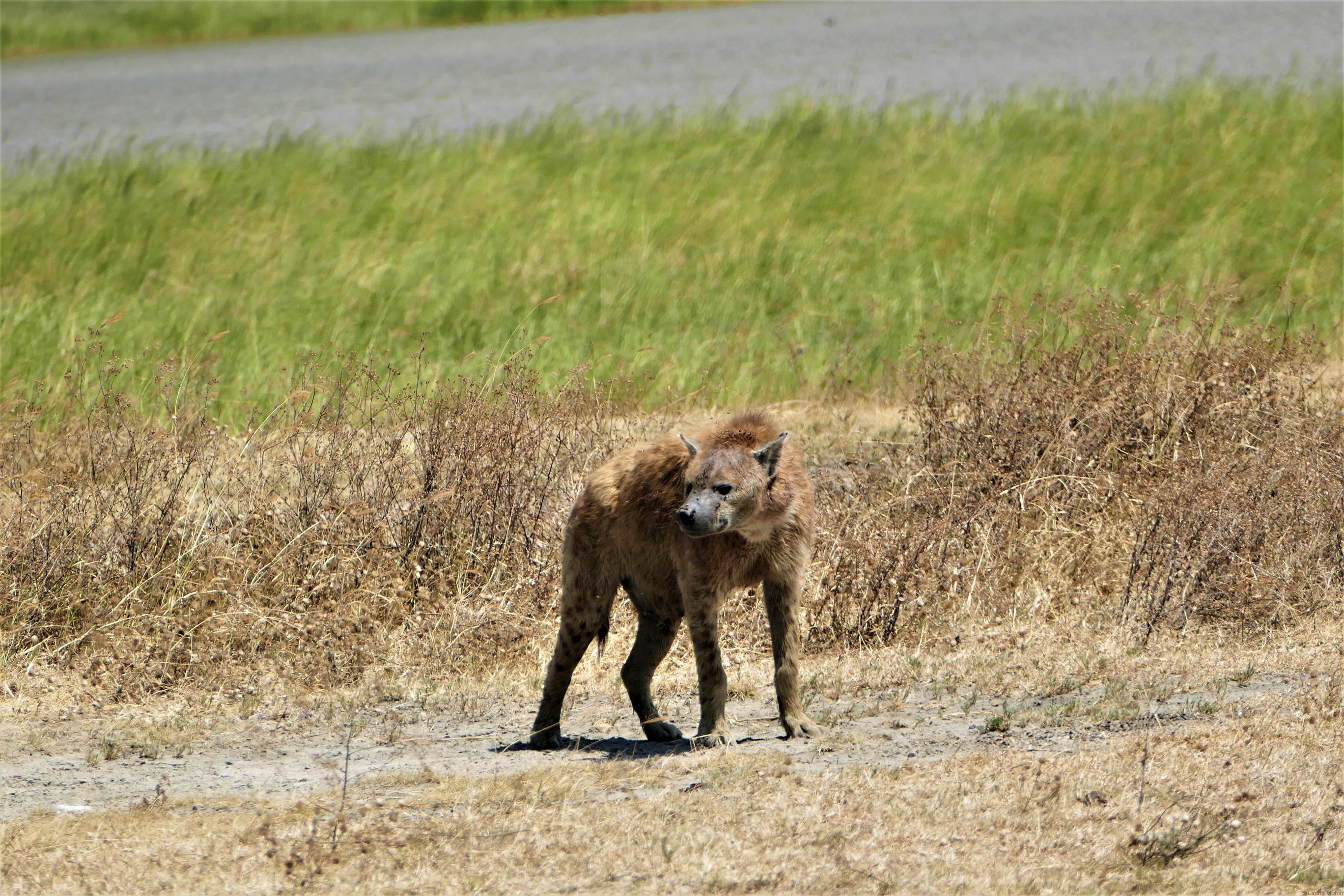 Hyena