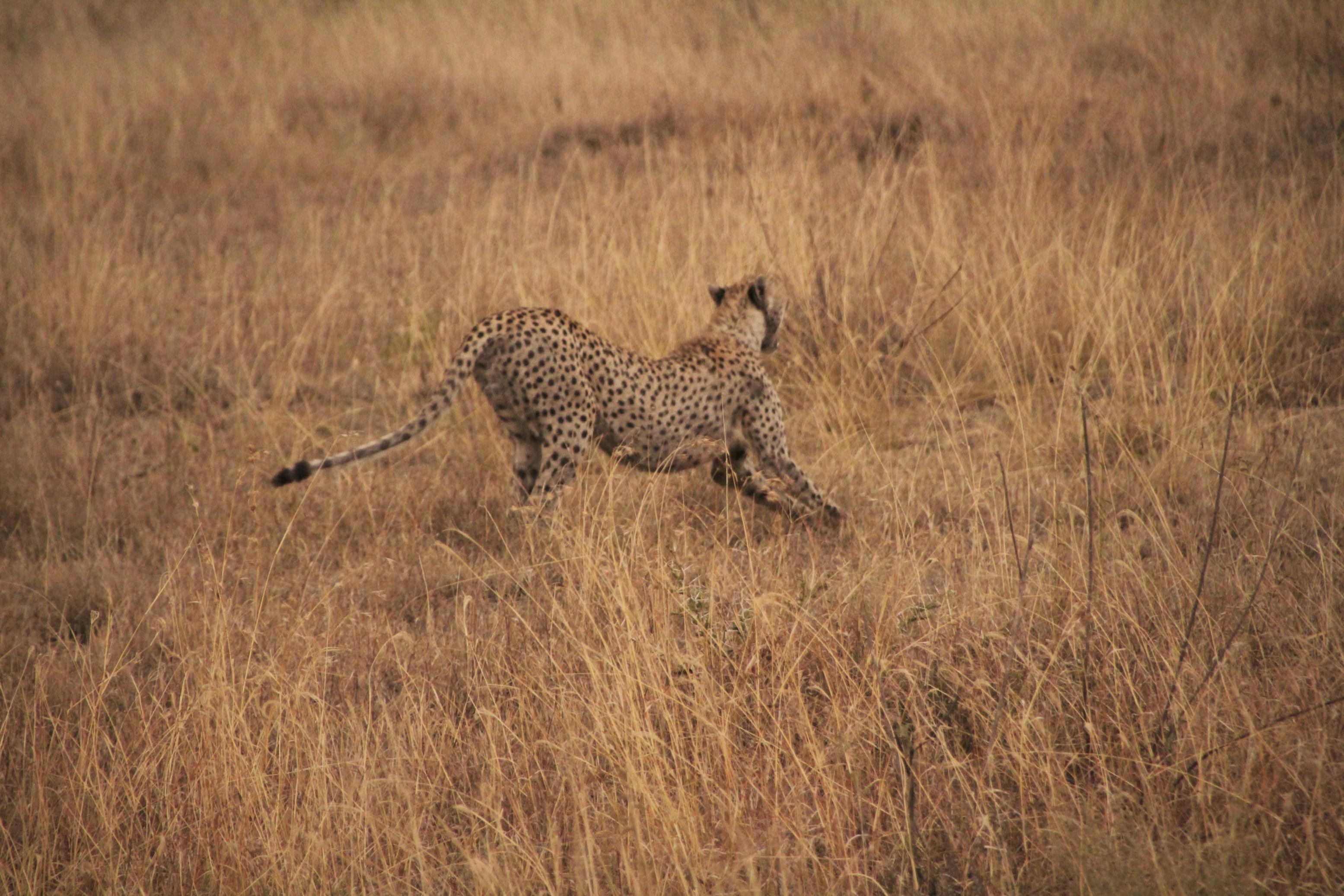 Cheetah Run
