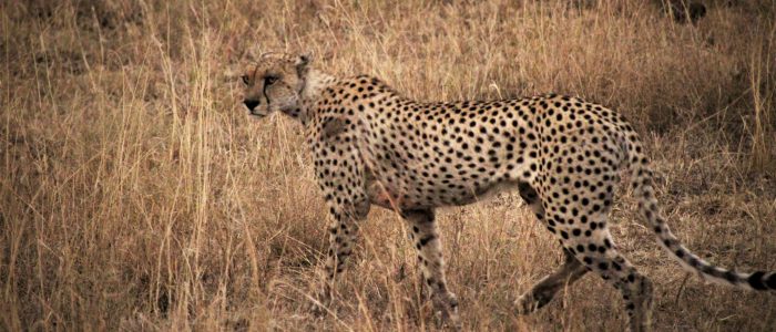 Cheetah
