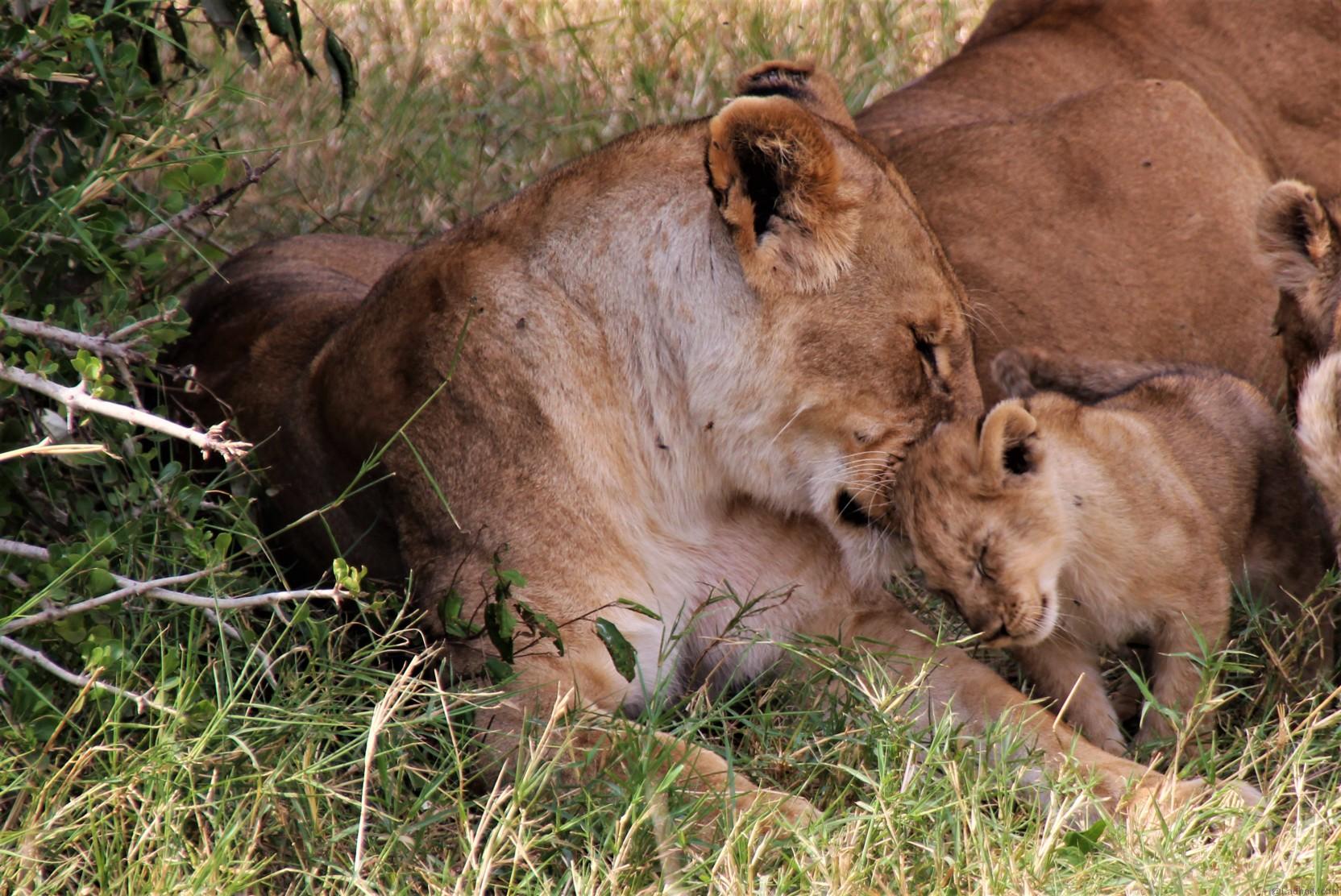 Lions and Cubs bonding time