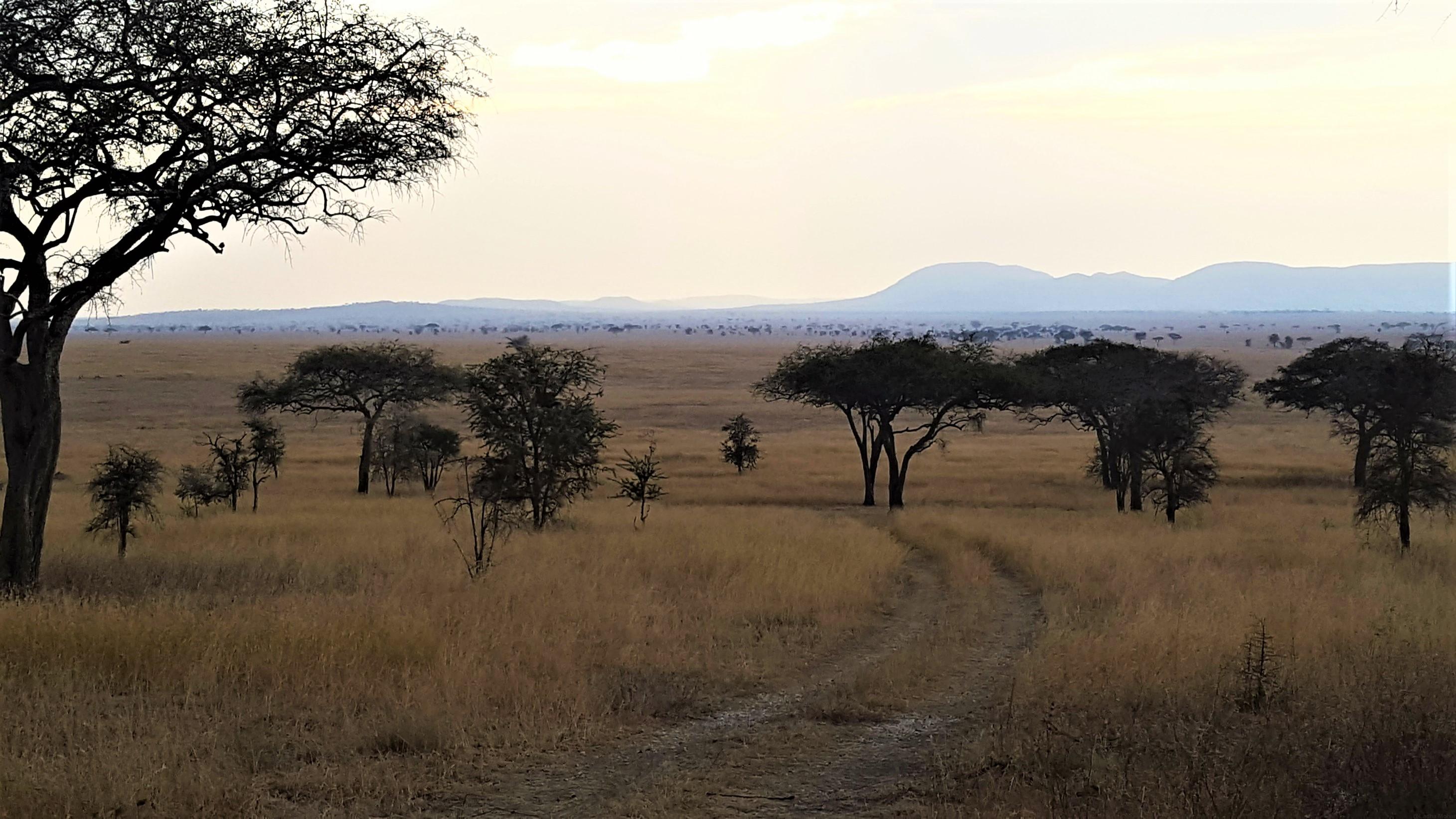 Serengeti Plains