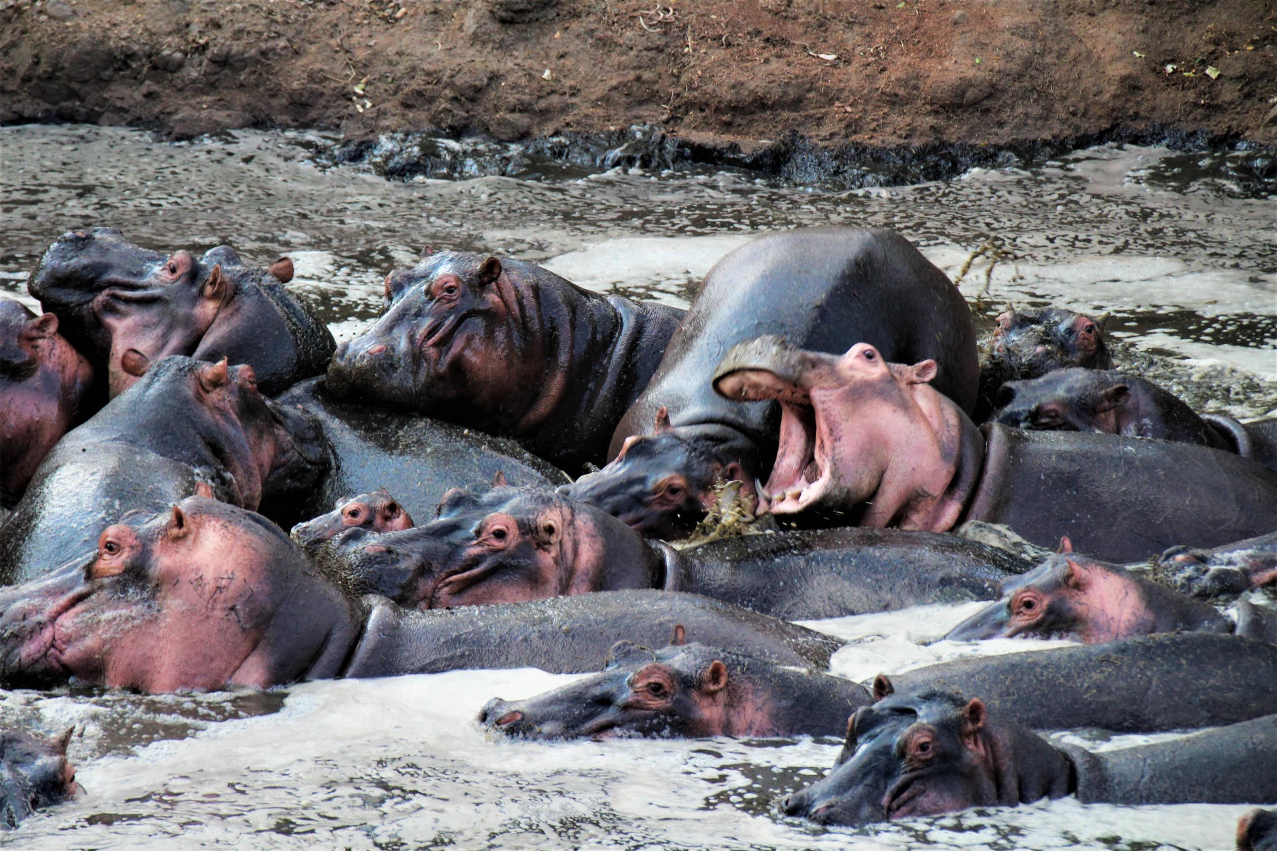 Group of Hippos lying inside Grumeti River