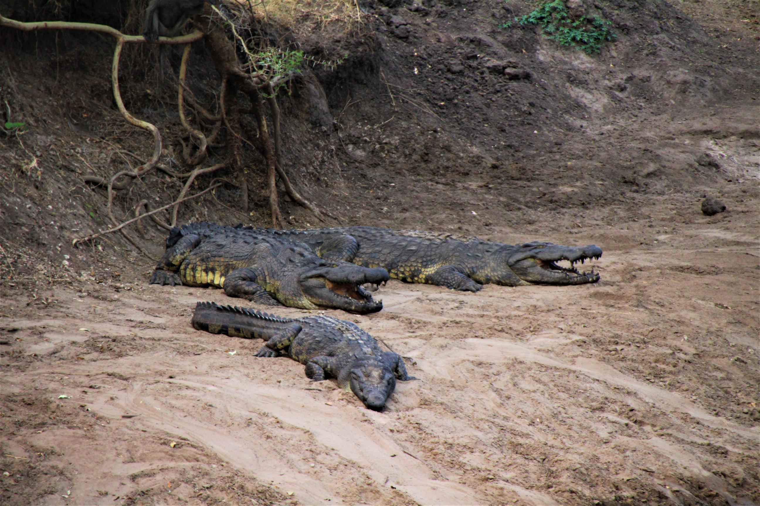 Crocodiles in Grumeti River