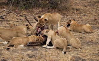 Wildebeest Kill - Lions and Cubs eating their meal