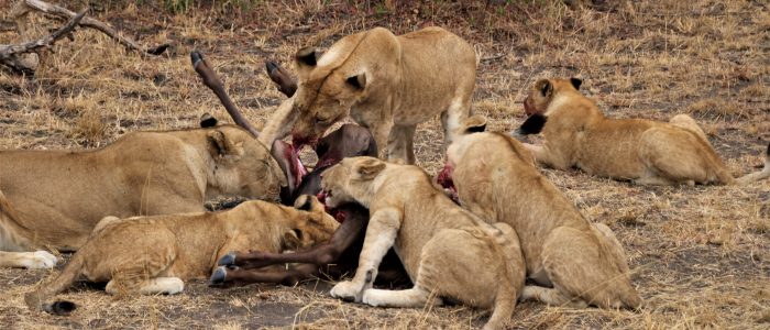 Wildebeest Kill - Lions and Cubs eating their meal