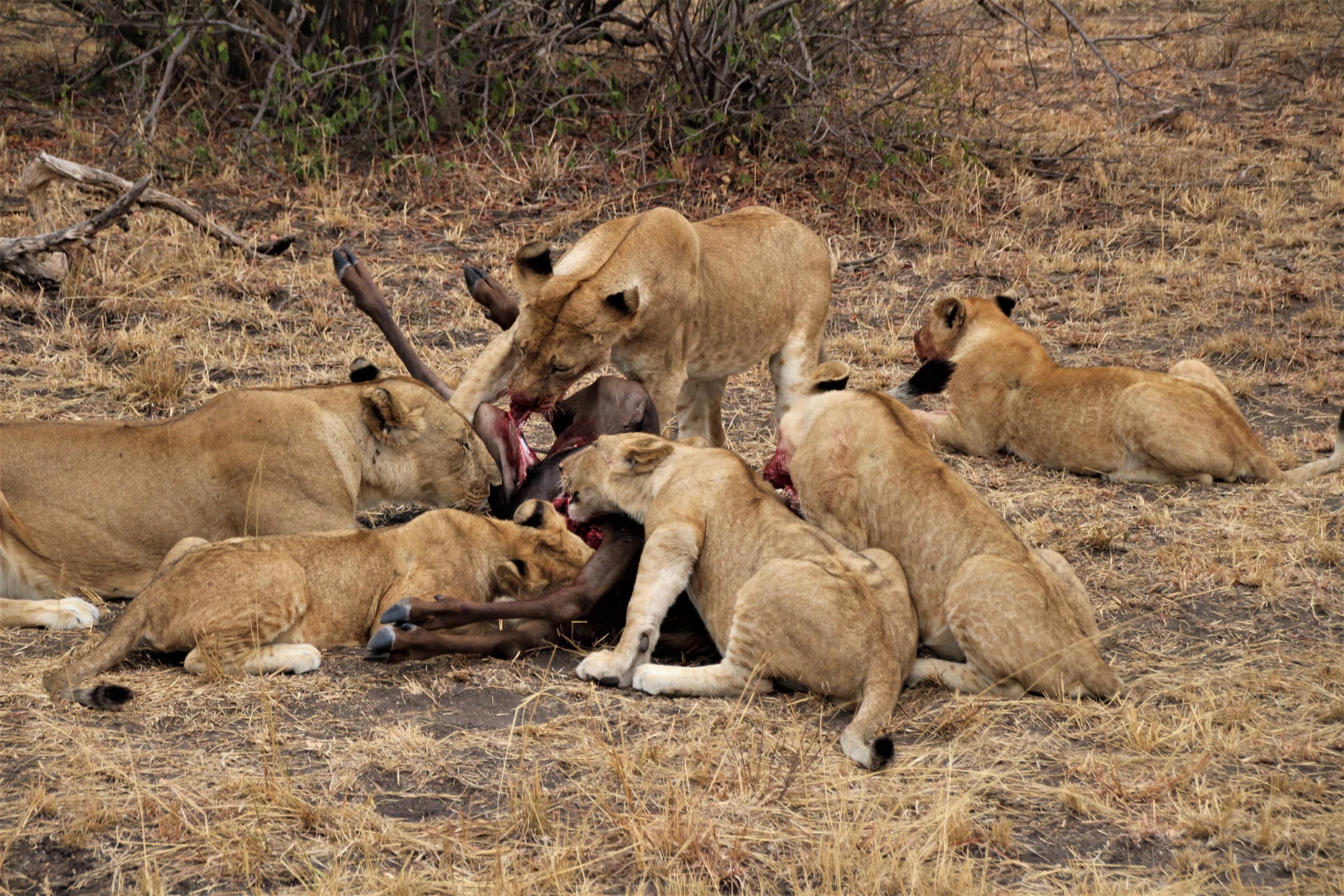 Wildebeest Kill - Lions and Cubs eating their meal