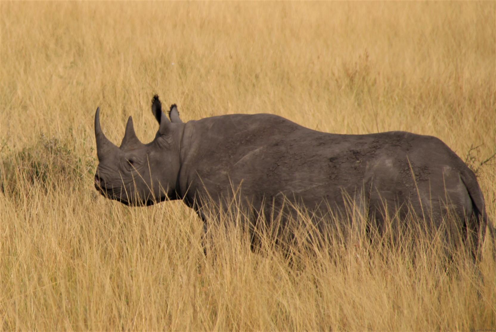 Close-up look of the Rhino