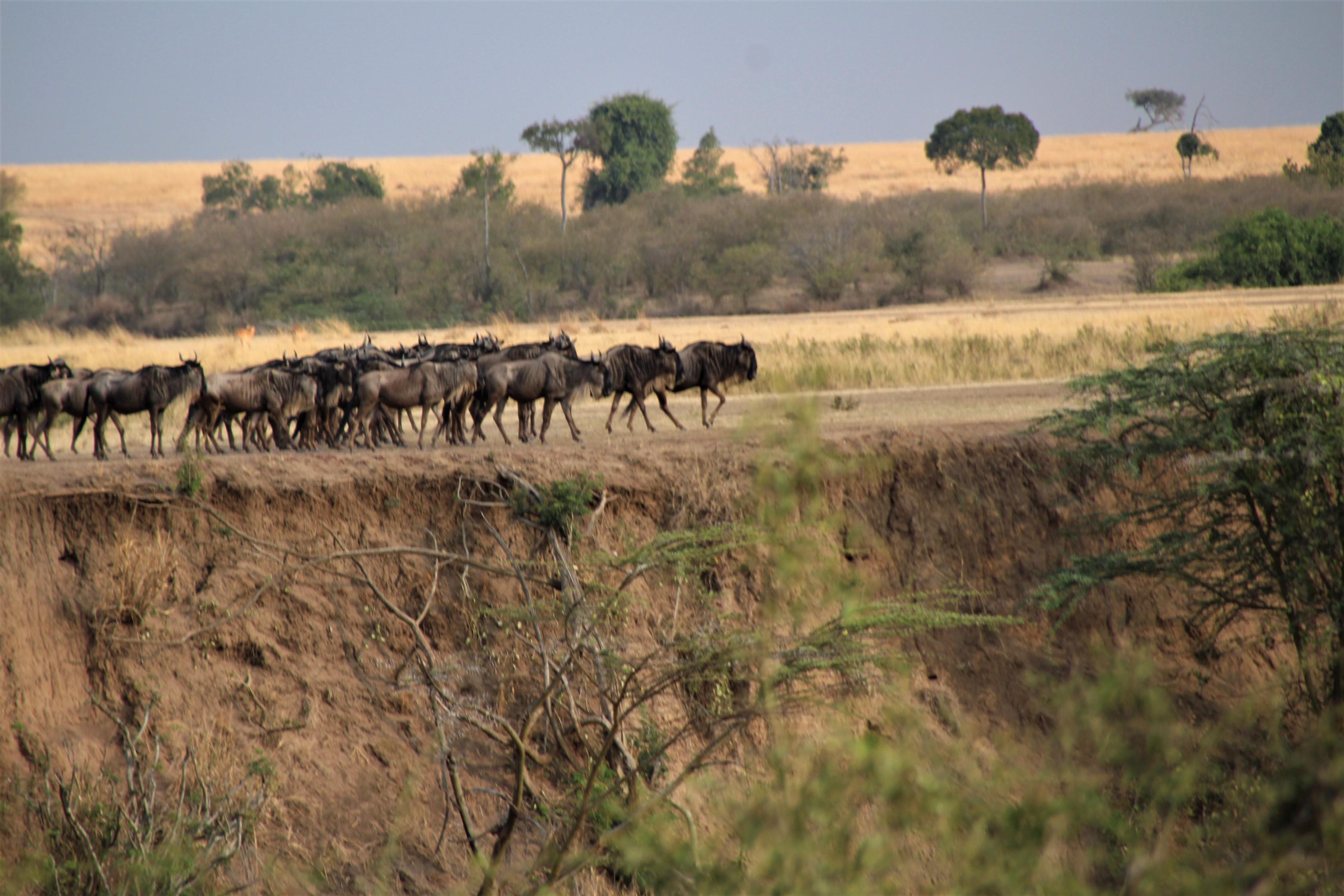 Wildebeest halted near Mara River - Thinking really hard..