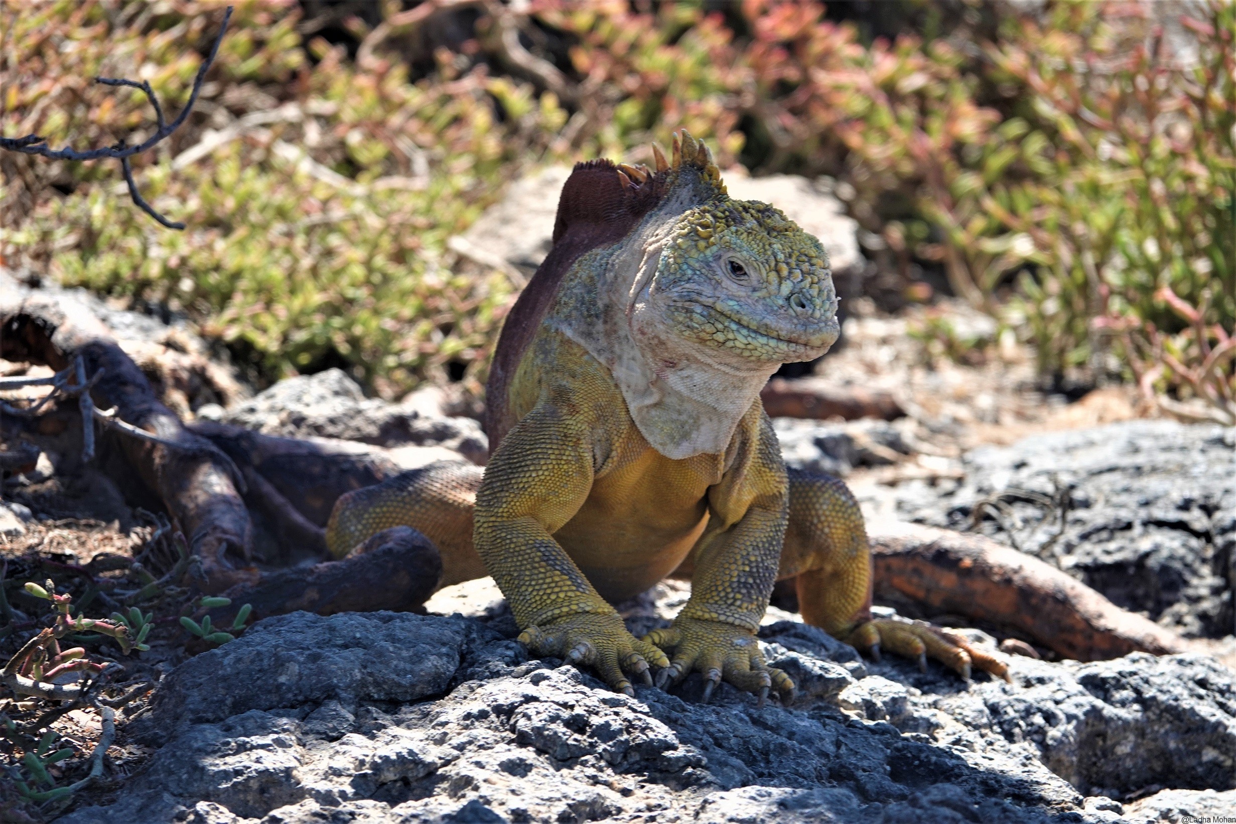 Lang Iguanas